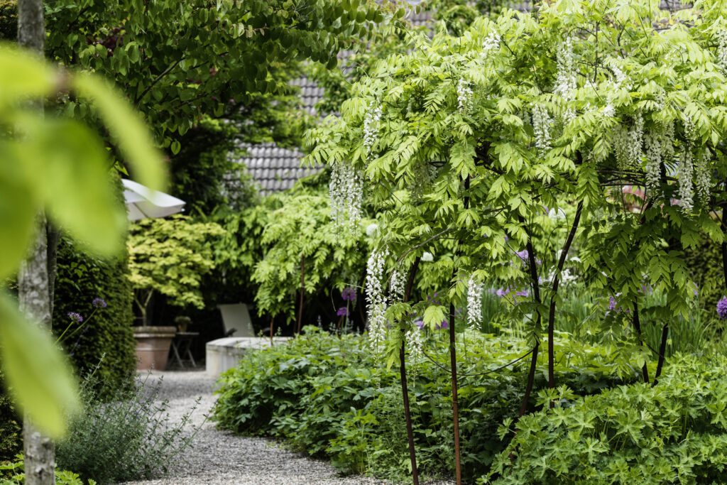 Stahlhalme Gartenraum Pflanzenzimmer Gärten des Jahres Wisteria